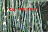 cao国产,历史、文化与现代发展的交融画卷